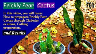 Prickly Pear Cactus Care  Bunny Ear Cactus  Opuntia  Succulent  Fivi Ornamental Gardening  FOG [upl. by Isoj]