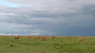 Lion pride finds a lioness completely alone in their territory [upl. by Giacamo]