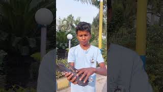 Pigeon training video ♥️ pigeon viral video pigeon kabutar birds trending shortsfeed shorts [upl. by Augusta]