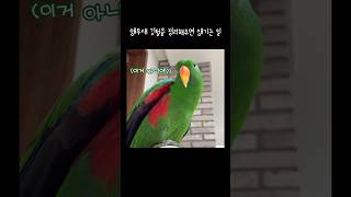 지구 앵무새 깃털을 정리해주면 생기는 일  겨드랑이 자동반사  talking eclectus parrot [upl. by Nathanil363]