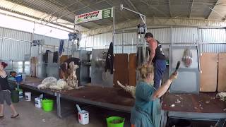 Commander AgQuip Shearing Shed Fitout Kellerberrin [upl. by Fleming]