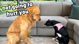 My Dog’s Gentle Approach to a Terrified Rescue Puppy [upl. by Lettig]