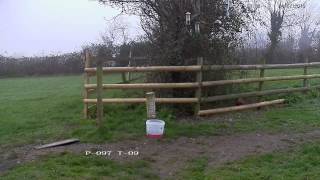 Pheasant feeding on seed  with subtle cooing sounds [upl. by Carin]