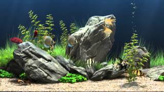 Dream Aquarium Virtual Fishtank 1 [upl. by Hardwick]