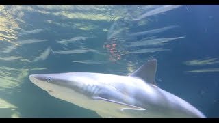 Blacknose Shark Feeding [upl. by Zinck]