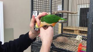 Black Headed Caique Parrot [upl. by Enybor627]