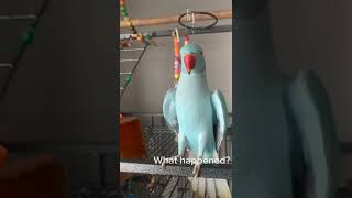 Indian ringneck parrot talking parrot funnypets talkingparrot funny cutepets [upl. by Haimes]