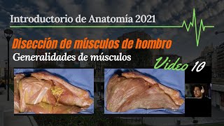 10 Disección de músculos del hombro  Introductorio Anatomía [upl. by Lawton]