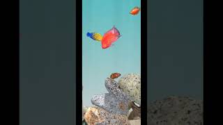 RELAXING BUBBLES SOUND IN BEAUTIFUL AQUARIUM HD [upl. by Kerrin]