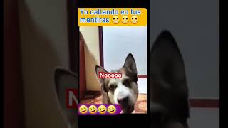 Hay callando en tus metieras Perritos perros cat perrunos rinconglobal72 [upl. by Yemaj]