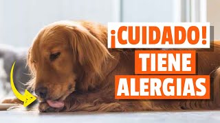 7 SÍNTOMAS de ALERGIA CANINA a Tener En Cuenta [upl. by Gulgee655]