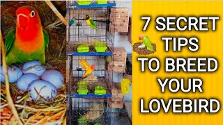 Lovebird breeding  Breeding cage breeding box and love bird breeding tips [upl. by Eisej534]