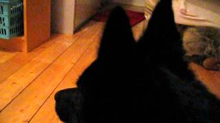 This is what schipperke barking sounds like [upl. by Ardnalac938]