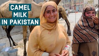 Buying Camel Milk on the Streets of Karachi Pakistan Life [upl. by Tomkins]