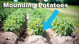 How To EarthMound Up Potatoes In 40 Seconds [upl. by Larner315]