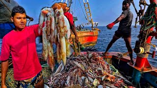 Amazing🤩 we caught lot of squid amp Mackerel fishes in Deep sea  Day 3 [upl. by Ennahs]