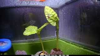 Fast Growing Moonflower Vine  Seedling Timelapse [upl. by Odille]