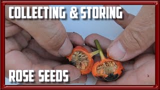 Collecting and Storing Rose Seeds [upl. by Litton]