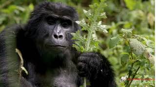 Explore the World of Gorillas  The Mysterious King of the Jungle [upl. by Ellehsor]