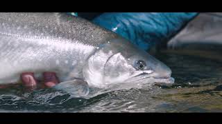 Fly Fishing Adventure in Greenland Big Arctic Char at Camp North [upl. by Pallas919]