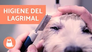 ¿Cómo limpiar el lagrimal de un perro  HIGIENE Y QUITAR MANCHAS [upl. by Isidor345]