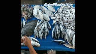 Ikan Tongkol Segar 3 ekor 1kilo penjualikan fishing seafood [upl. by Cordey]