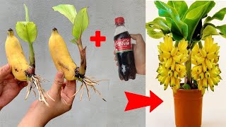 Banana propagation technique using coca that anyone can start at home how to propagate bananas [upl. by Beeson873]