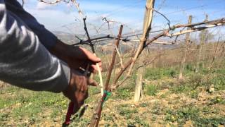 Vine Pruning  Guyot Trellis [upl. by Morty]