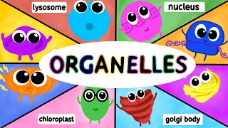 Organelles Structure and Function AP BIOLOGY [upl. by Ateuqahs]