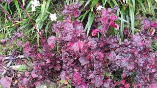 Herbsts Bloodleaf 圓葉洋莧 丸葉莧 イレシネ・ヘルブスティー Ирезина Хербста برگ‌خونی Iresine herbstii Hook [upl. by Assyle]