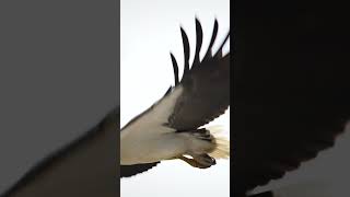 Whitebellied sea eagle amazing details 🌞😱🦅birds wildlife eagles photography [upl. by Roydd]