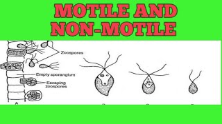 Motile and Non motile Algae bryophytes fungi and protista [upl. by Artimas]