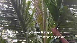 Mengenal Gejala Serangan Hama Kumbang Janur Kelapa Brontispa longissima [upl. by Darwen24]