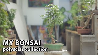 My Bonsai  Polyscias  Clip amp Grow Method ㅣPlant Vlog [upl. by Lynde]