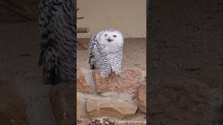 Snowy Owl  Schneeeule Tierpark  Birkenheide [upl. by Sawyor166]