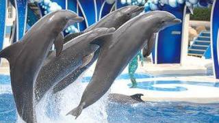 SeaWorlds Dolphin Show voted quotBest on YouTubequot [upl. by Ettezyl]