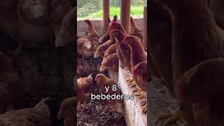 ¡500 Gallinas Ponedoras Esto es lo que necesitas 🧐 [upl. by Yrelav86]