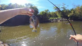 Tionesta spillway fishing [upl. by Rosabelle821]