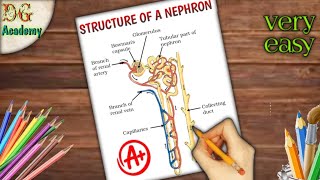 how to draw a nephron  nephron diagram  draw a labelled diagram of nephron [upl. by Ttenaej]