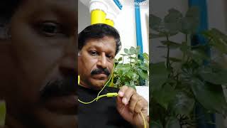 Kanana vasa kaliyuga varadhaa whistling version by Sreedhar Shreelakam [upl. by Eet]