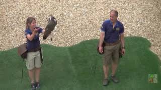 SPECTACLE DOISEAUX  Les Maîtres des Airs  ZOO PARC DE BEAUVAL 2019 [upl. by Auqinahs62]