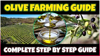 Olive Farming and Olive Oil Production  Comprehensive Olive Cultivation Guide [upl. by Durand]