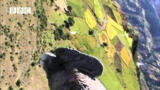 Condor cameraman Birdcam films birdseye view of Andes Earthflight [upl. by Nnairak]