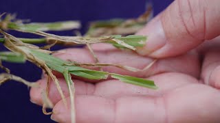 Get It Growing How to stop sod webworms [upl. by Ihcalam765]