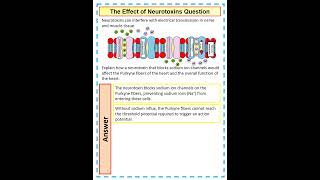 5 mark A Level Biology Question on the effect of neurotoxins on nervous transmission in the heart [upl. by Akerue]