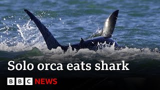 Killer whale hunts and eats great white shark  BBC News [upl. by Gastineau]