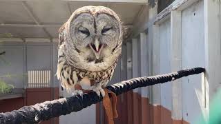 Barred Owl Ambassador hooting [upl. by Llewen405]