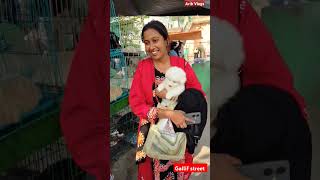 galiff street pet market  dog market Kolkata shrots dog petmarket galiffstreet [upl. by Pacian750]