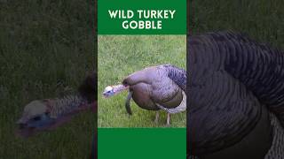 Wild Turkey Gobble Sound turkey turkeyhunting turkeygobble gobblegobble turkeysounds [upl. by Arriec338]