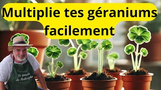 Comment réussir le bouturage des géraniums en automne [upl. by Nagiem596]